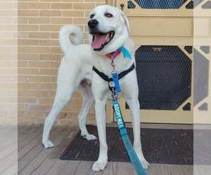 - Mix Dogs for adoption in Bountiful, UT, USA