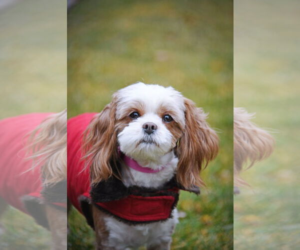 Medium Photo #4 Shih Tzu-Unknown Mix Puppy For Sale in Sandy, UT, USA