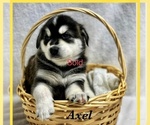 Small Photo #6 Goberian Puppy For Sale in BRINKHAVEN, OH, USA