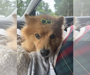 Buster - Female Pomeranian Dog for Adoption - Photo #3