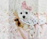 Small #6 Maltese