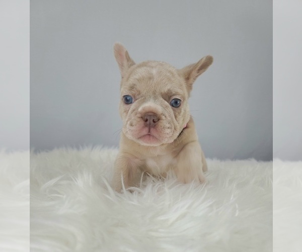 Medium Photo #2 French Bulldog Puppy For Sale in PORT READING, NJ, USA