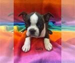 Puppy Lucy Boston Terrier