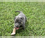 Puppy 0 American Bully-American Pit Bull Terrier Mix