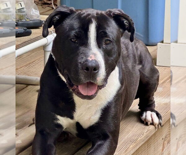 Medium Photo #3 American Staffordshire Terrier Puppy For Sale in Cranford, NJ, USA
