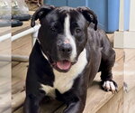 Small #2 American Staffordshire Terrier