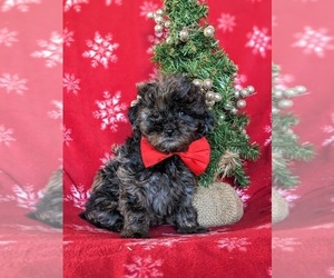 Cock-A-Poo Puppy for sale in NOTTINGHAM, PA, USA