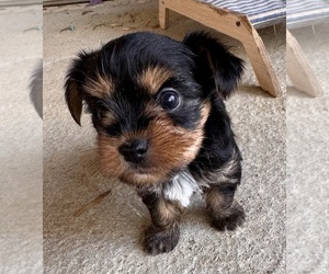 Yorkshire Terrier Puppy for sale in BROOKHAVEN, MS, USA