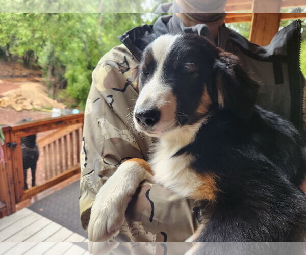 Medium Photo #2 Australian Shepherd Puppy For Sale in Paso Robles, CA, USA