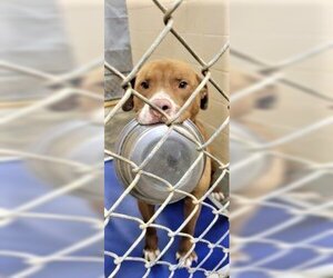 Chesador Dogs for adoption in Rowayton, CT, USA