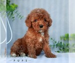 Small #2 Goldendoodle (Miniature)