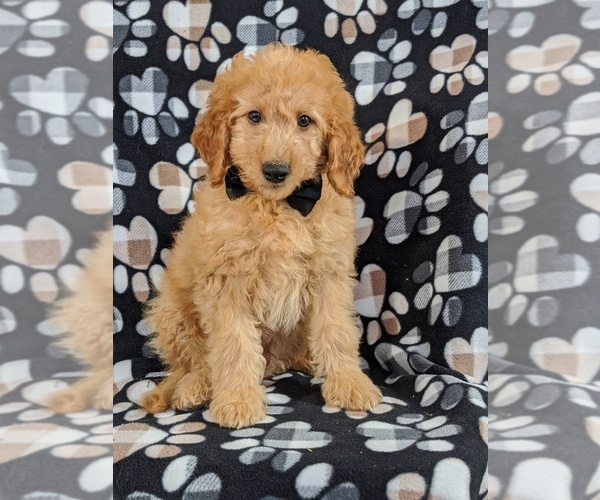 Medium Photo #3 Goldendoodle Puppy For Sale in NOTTINGHAM, PA, USA