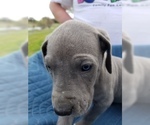 Small Photo #1 Great Dane Puppy For Sale in FARMERSVILLE, TX, USA