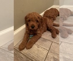 Small Photo #7 Goldendoodle (Miniature) Puppy For Sale in NORTHVILLE, MI, USA