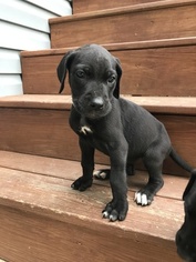 Great Dane Puppy for sale in SHAMOKIN, PA, USA