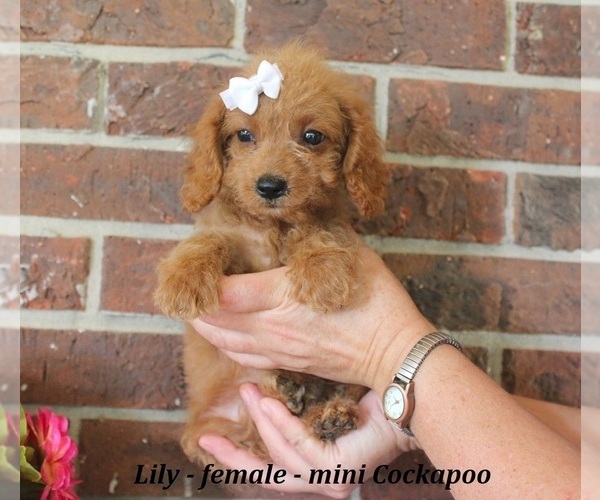 Medium Photo #3 Cockapoo (Miniature) Puppy For Sale in CLARKRANGE, TN, USA