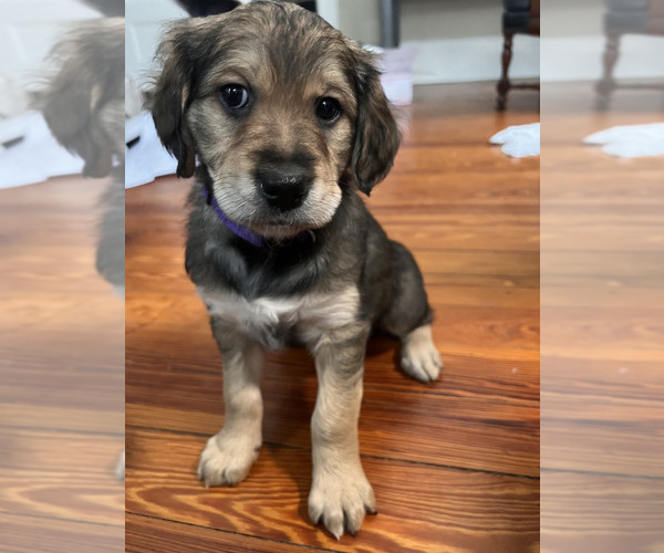 Medium Photo #1 Bernedoodle-English Cream Golden Retriever Mix Puppy For Sale in MONTCLAIR, NJ, USA