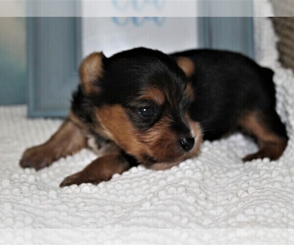 Medium Photo #1 Yorkshire Terrier Puppy For Sale in SPRINGFIELD, SC, USA