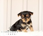 Small #2 Yorkshire Terrier