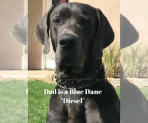 Father of the Great Dane puppies born on 08/07/2022