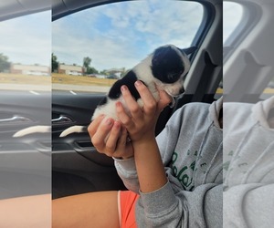 Chihuahua Puppy for sale in MOBERLY, MO, USA