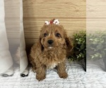 Small #3 Cavapoo (Standard)