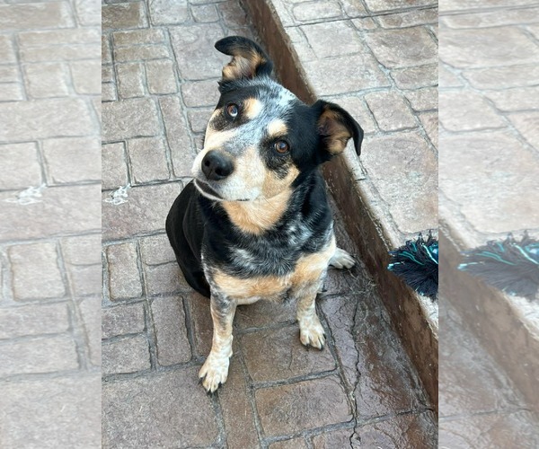 Medium Photo #1 Mutt Puppy For Sale in Stratham, NH, USA