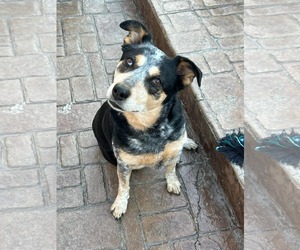 Mutt Dogs for adoption in Stratham, NH, USA