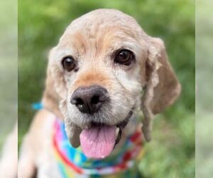 Cocker Spaniel Dogs for adoption in Arlington, VA, USA
