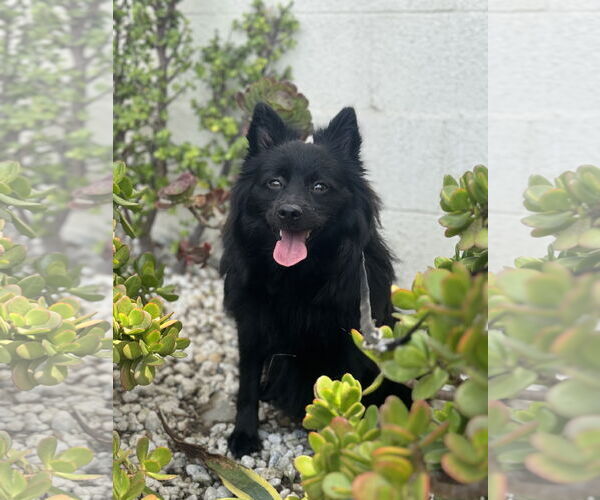 Medium Photo #2 Pomimo Puppy For Sale in Lake Elsinore, CA, USA