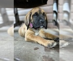 Small Photo #10 Mastiff-Saint Bernard Mix Puppy For Sale in KIMBOLTON, OH, USA