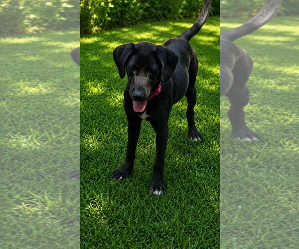 Medium Photo #3 Labrador Retriever-Unknown Mix Puppy For Sale in Oakhurst, NJ, USA
