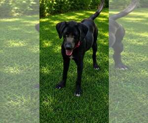 Little Girl- black beauty - Female Labrador Retriever-Unknown Mix Dog for Adoption - Photo #3
