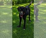 Small Photo #3 Labrador Retriever-Unknown Mix Puppy For Sale in Oakhurst, NJ, USA