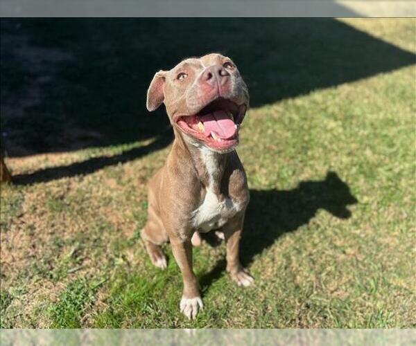 Medium Photo #1 American Pit Bull Terrier Puppy For Sale in Grovetown, GA, USA