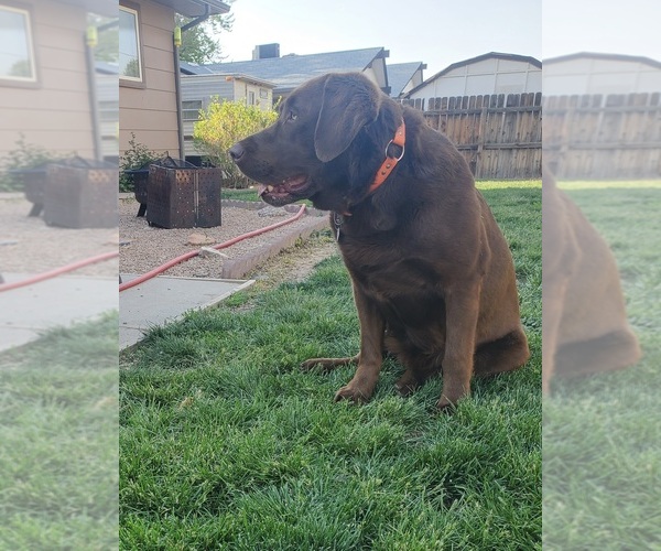 Medium Photo #8 Labrador Retriever Puppy For Sale in GRAND JUNCTION, CO, USA