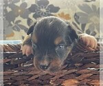 Small Photo #2 Australian Shepherd Puppy For Sale in LEBANON, IN, USA