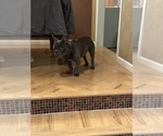 Small French Bulldog