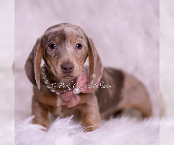 Medium Photo #5 Dachshund Puppy For Sale in WARSAW, IN, USA