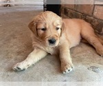 Small Photo #12 Golden Retriever Puppy For Sale in MCKINNEY, TX, USA