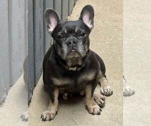 Medium French Bulldog