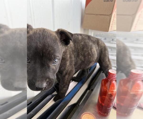 Medium Photo #1 German Shepherd Dog Puppy For Sale in Bakersfield, CA, USA