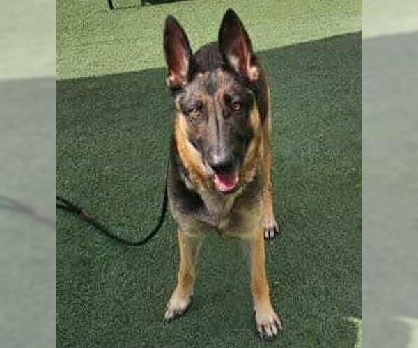 Medium Photo #3 German Shepherd Dog-Unknown Mix Puppy For Sale in Rockwall, TX, USA