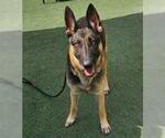Small #2 German Shepherd Dog Mix