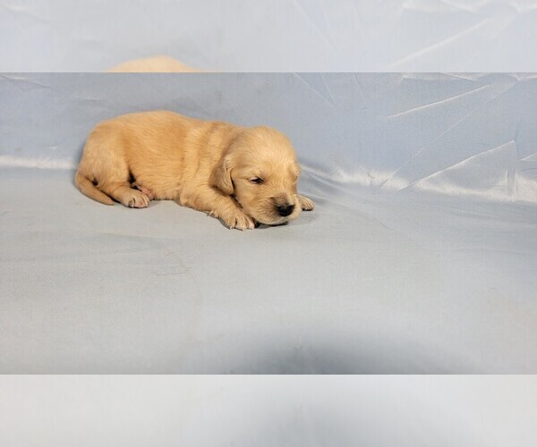Medium Photo #20 Golden Retriever Puppy For Sale in FALCON, CO, USA