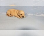 Small #9 Golden Retriever