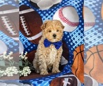 Small Photo #3 Maltipoo Puppy For Sale in LEOLA, PA, USA