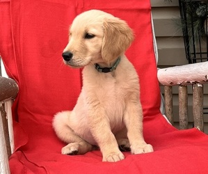 Golden Retriever Puppy for sale in ELKIN, NC, USA