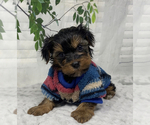 Small Shorkie Tzu