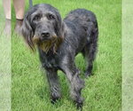Small #2 English Setter Mix